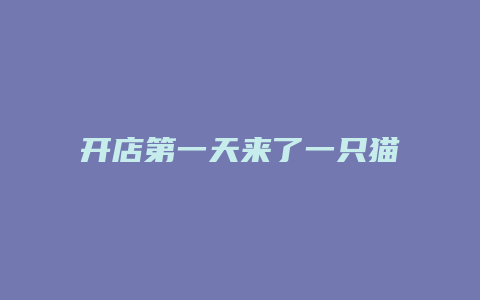 开店第一天来了一只猫