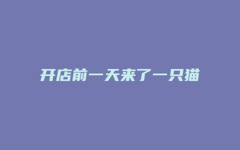 开店前一天来了一只猫